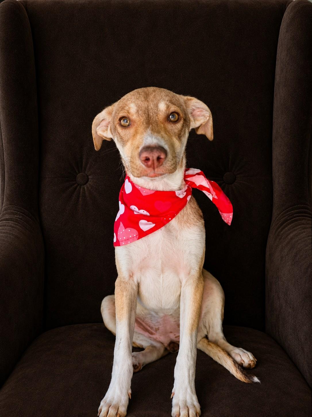 Rose, a ADOPTABLE mixed breed in Poway, CA image 4/4
