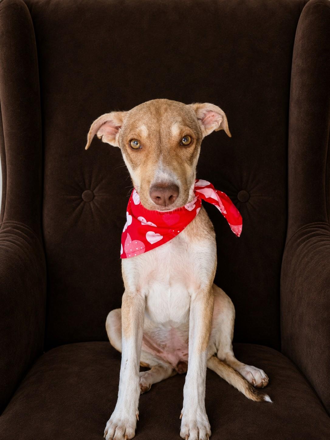 Rose, a ADOPTABLE mixed breed in Poway, CA image 1/4