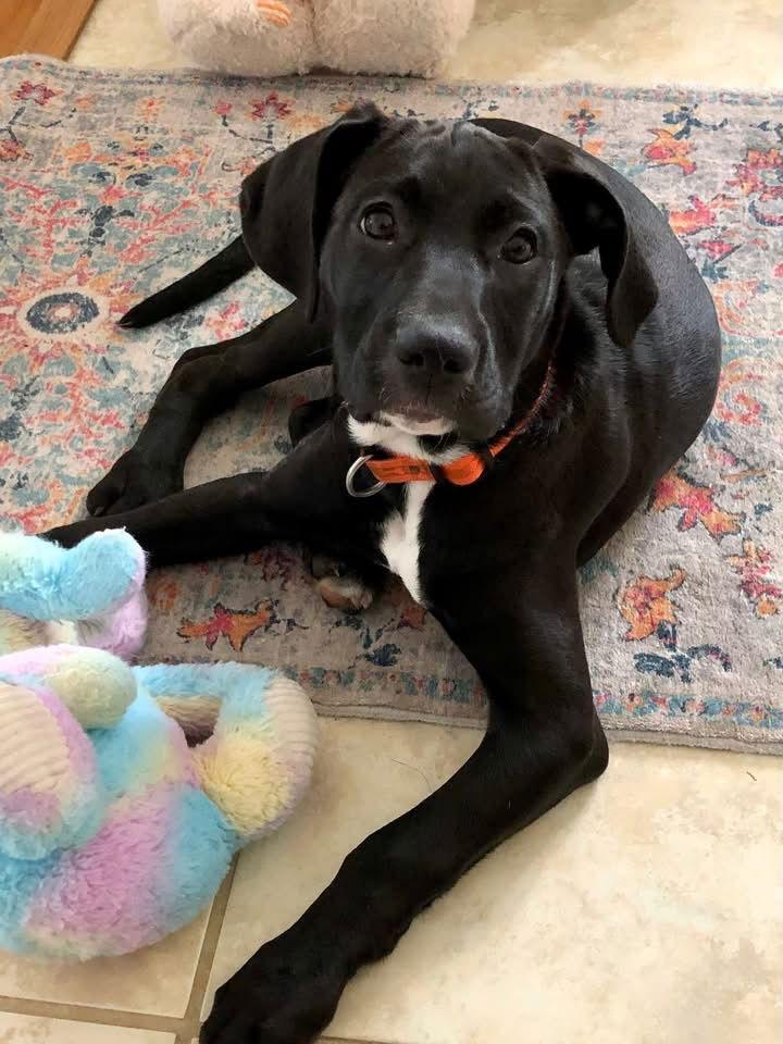 Gemma, Adoptable, Puppy Female Labrador Retriever.