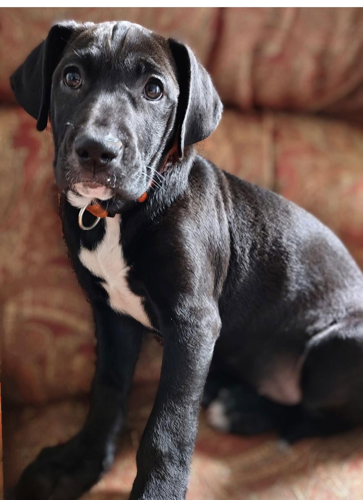 Gemma, a Adoptable Labrador Retriever in Barnhart, MO image 2/3