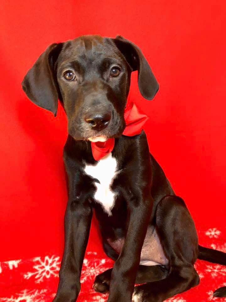 Gemma, a Adoptable Labrador Retriever in Barnhart, MO image 3/3