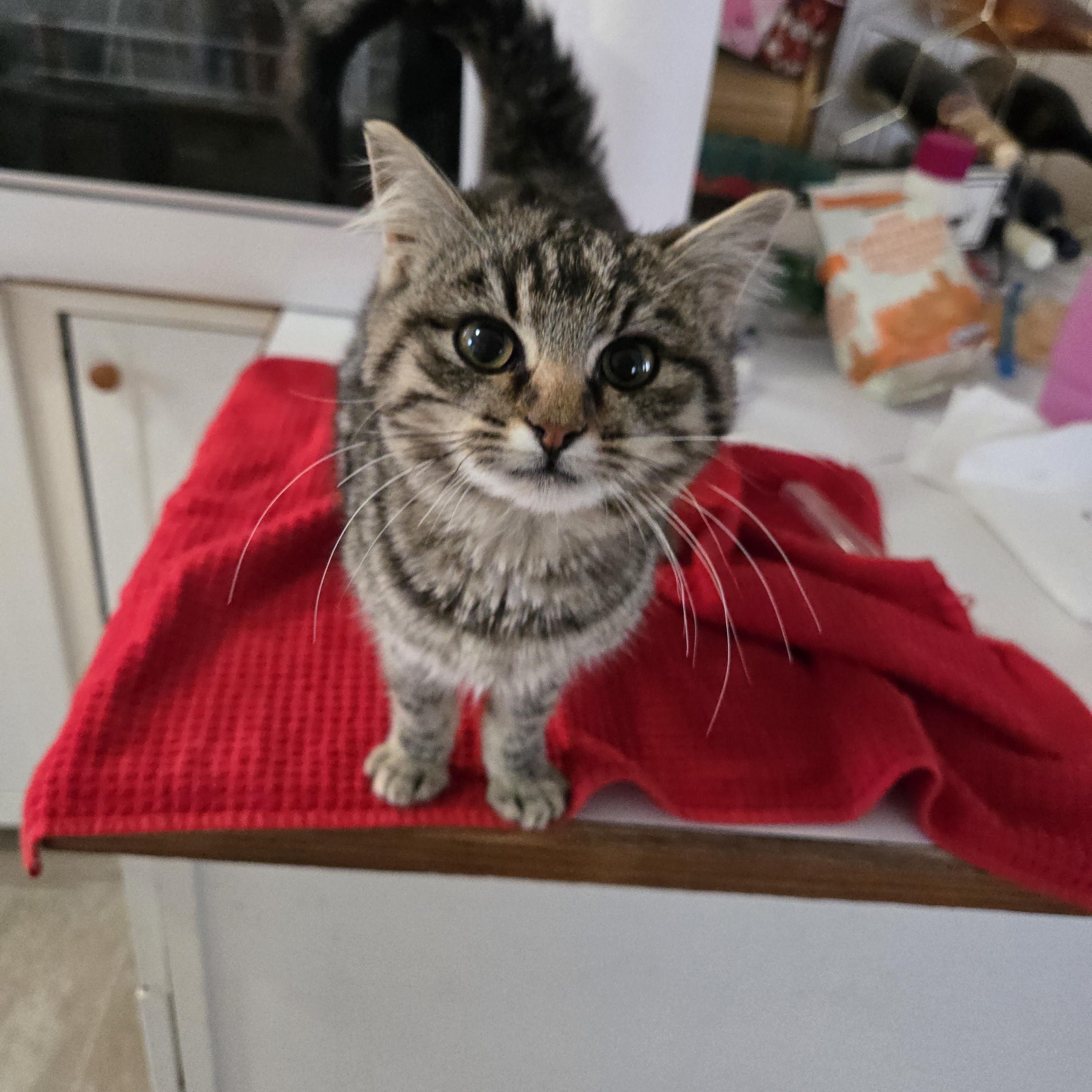 Howie, ADOPTABLE, Kitten Male Domestic Medium Hair.