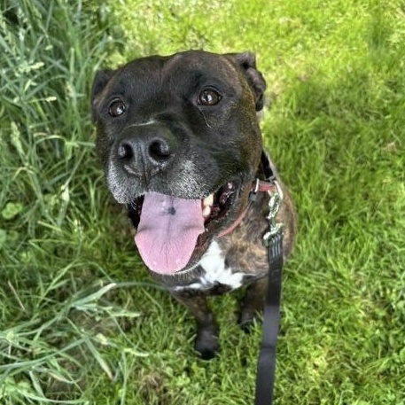 Enlarge Brennan, a ADOPTABLE mixed breed in Honesdale, PA image 1/5