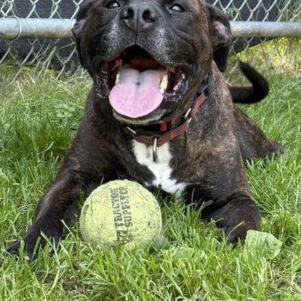 Enlarge Brennan, a ADOPTABLE mixed breed in Honesdale, PA image 4/5