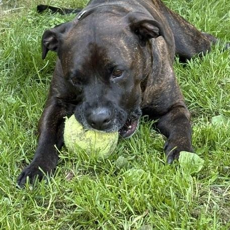 Enlarge Brennan, a ADOPTABLE mixed breed in Honesdale, PA image 5/5
