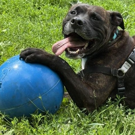 Enlarge Brennan, a ADOPTABLE mixed breed in Honesdale, PA image 3/5