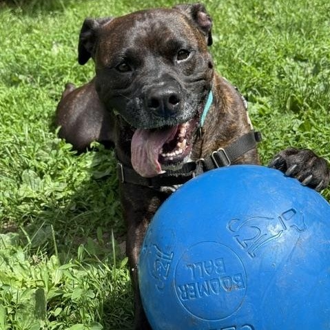 Enlarge Brennan, a ADOPTABLE mixed breed in Honesdale, PA image 2/5