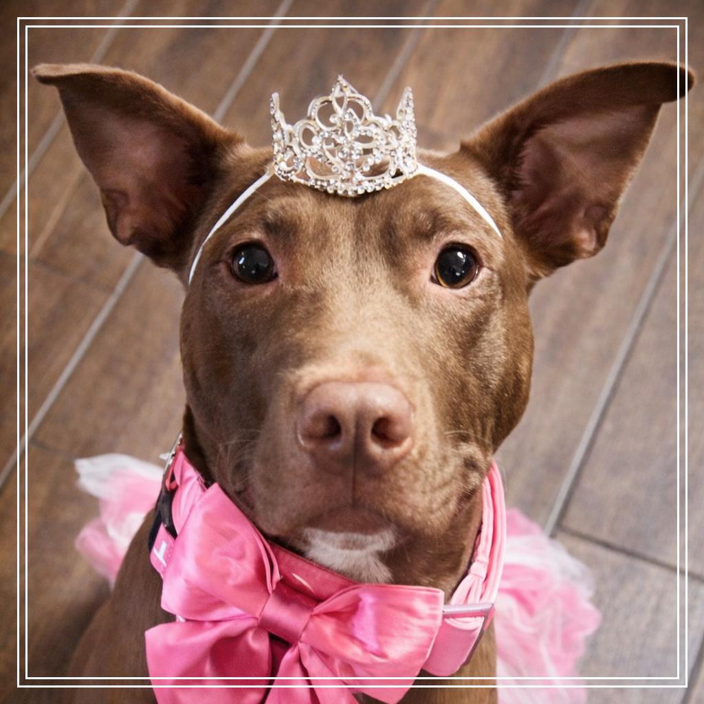 Cleo, Adoptable, Adult Female Doberman Pinscher & Pit Bull Terrier.