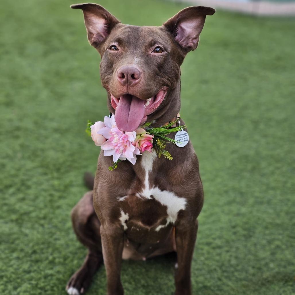 Cleo, Adoptable, Adult Female Doberman Pinscher & Pit Bull Terrier.