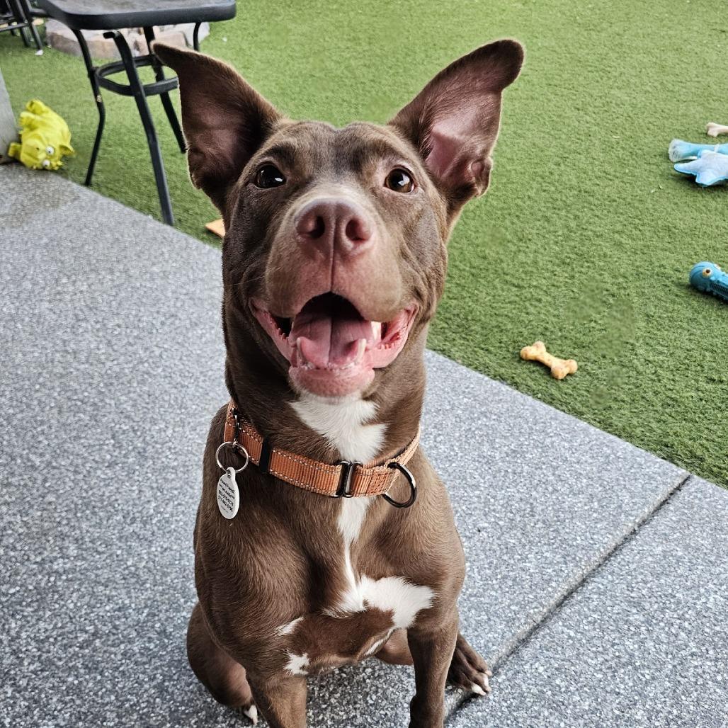 Enlarge Cleo, a Adoptable mixed breed in Chandler, AZ image 2/6