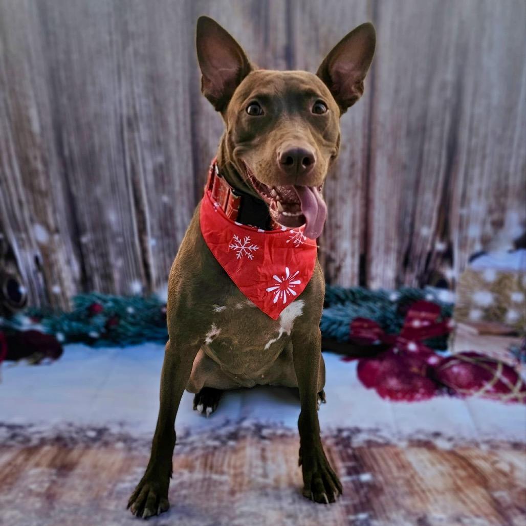 Enlarge Cleo, a Adoptable mixed breed in Chandler, AZ image 3/6