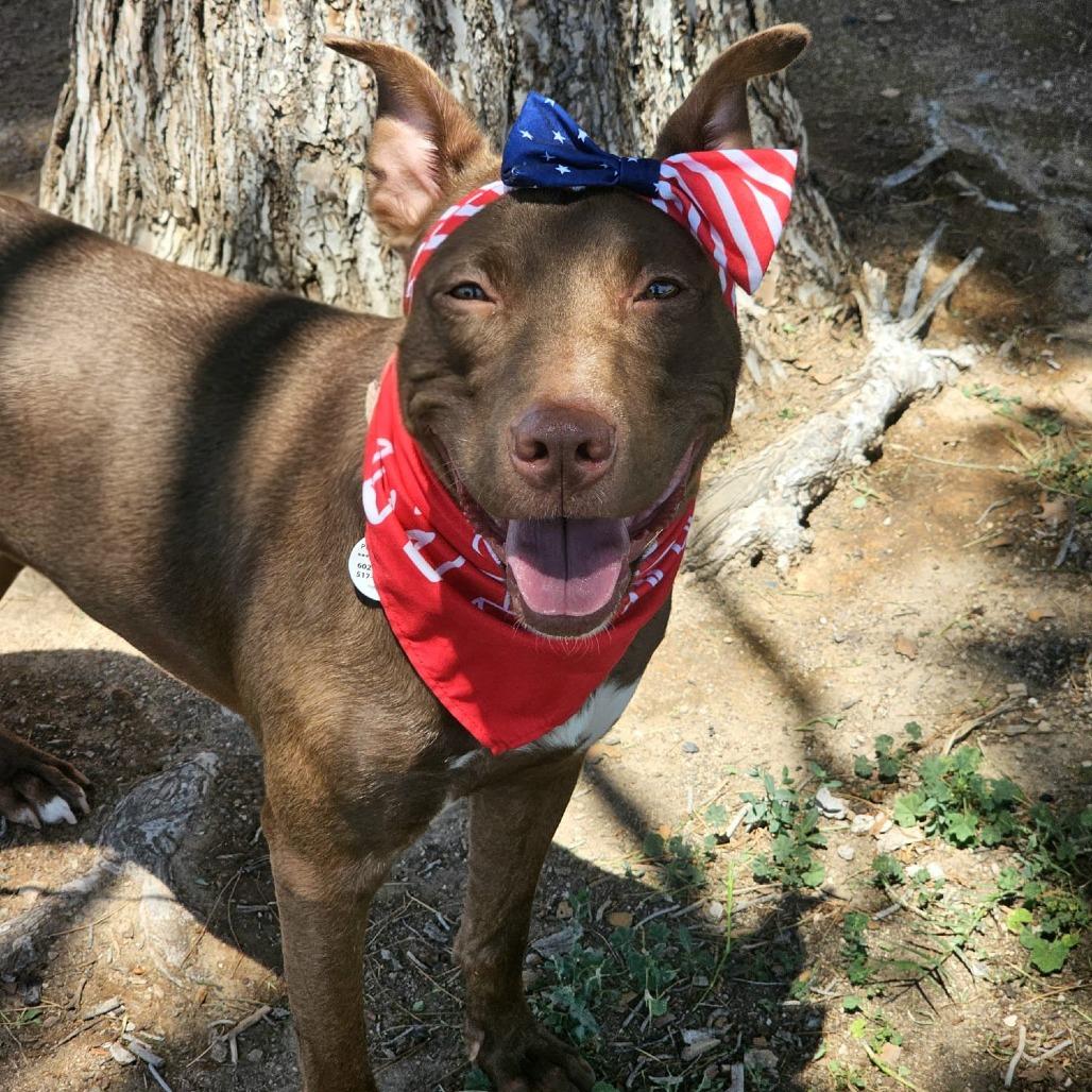 Enlarge Cleo, a Adoptable mixed breed in Chandler, AZ image 4/6