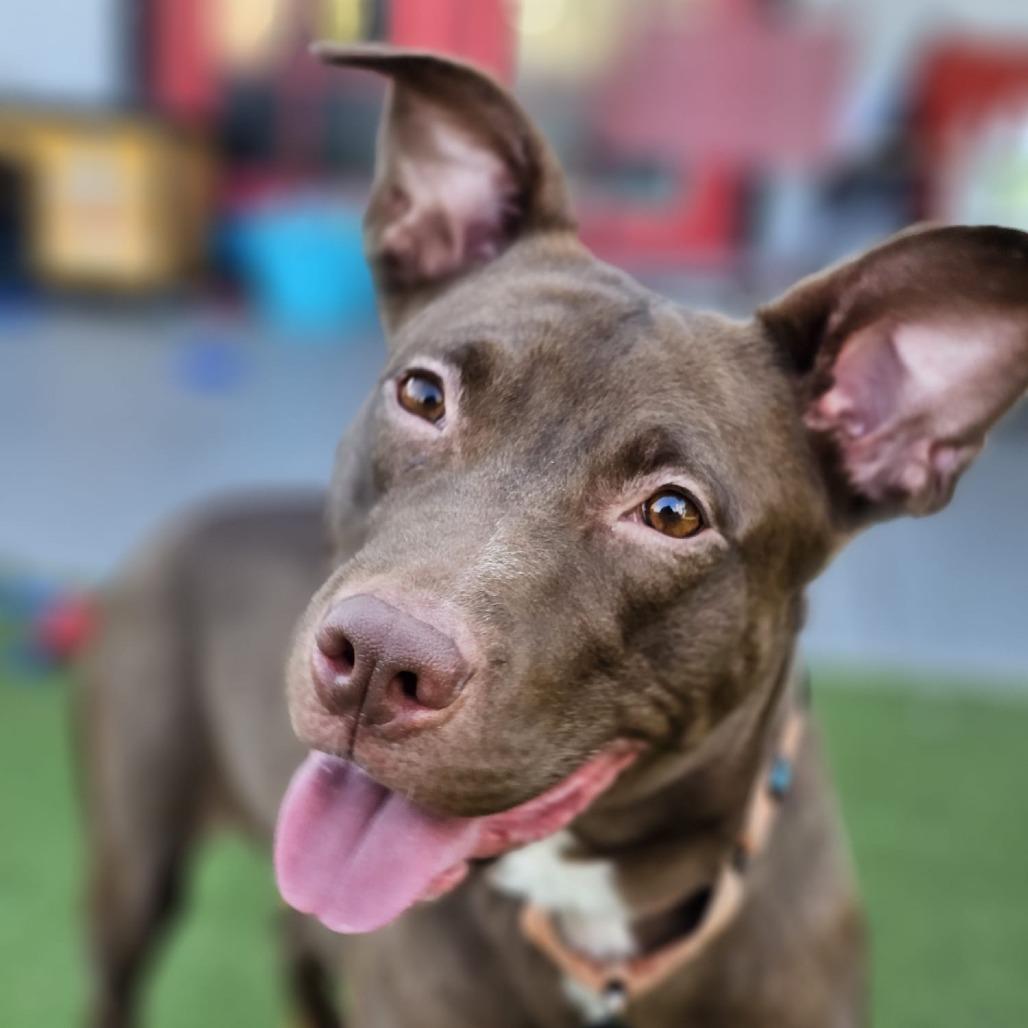 Enlarge Cleo, a Adoptable mixed breed in Chandler, AZ image 5/6