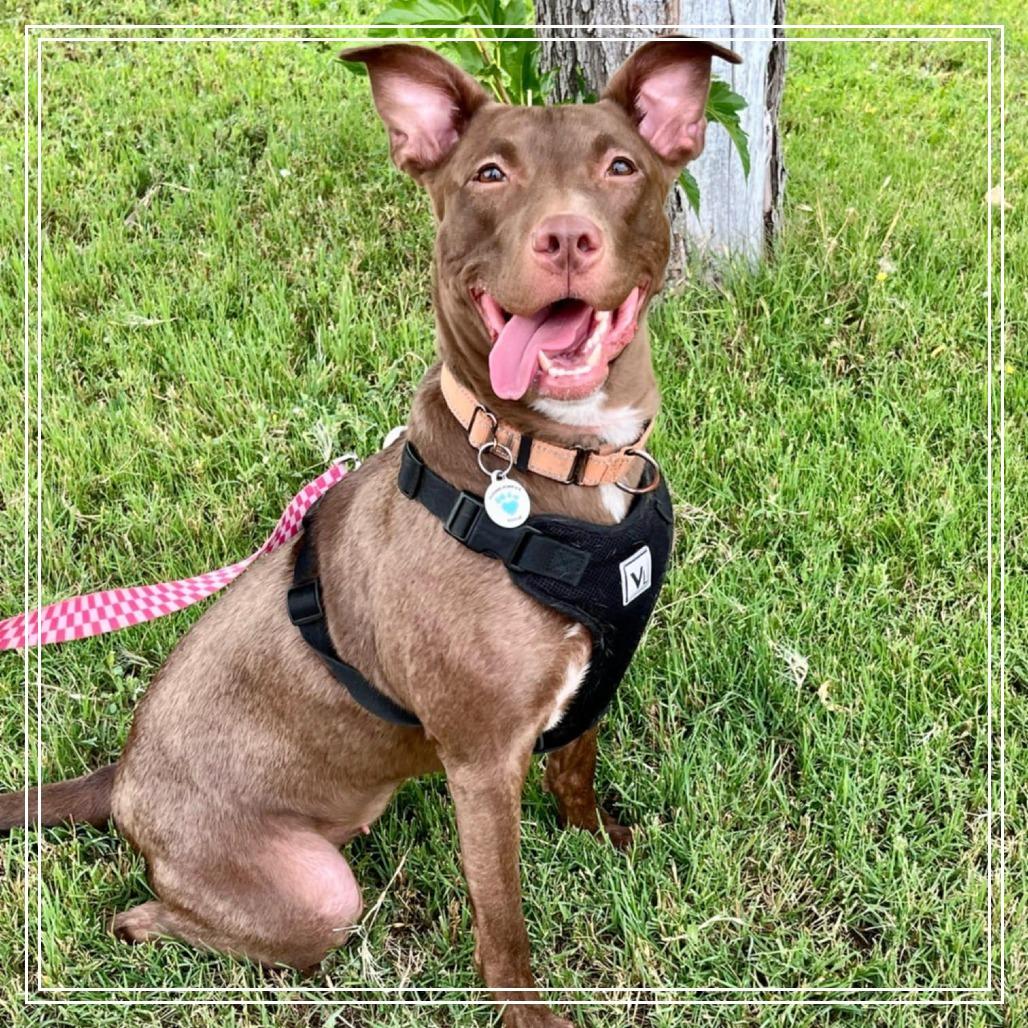 Enlarge Cleo, a Adoptable mixed breed in Chandler, AZ image 6/6