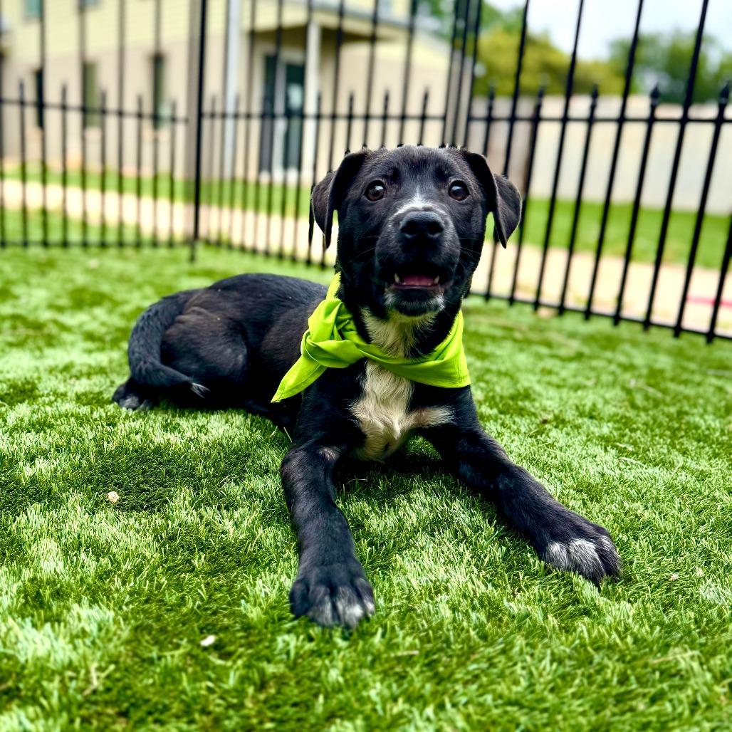 Neo, a Adoptable mixed breed in Fredericksburg, TX image 1/3