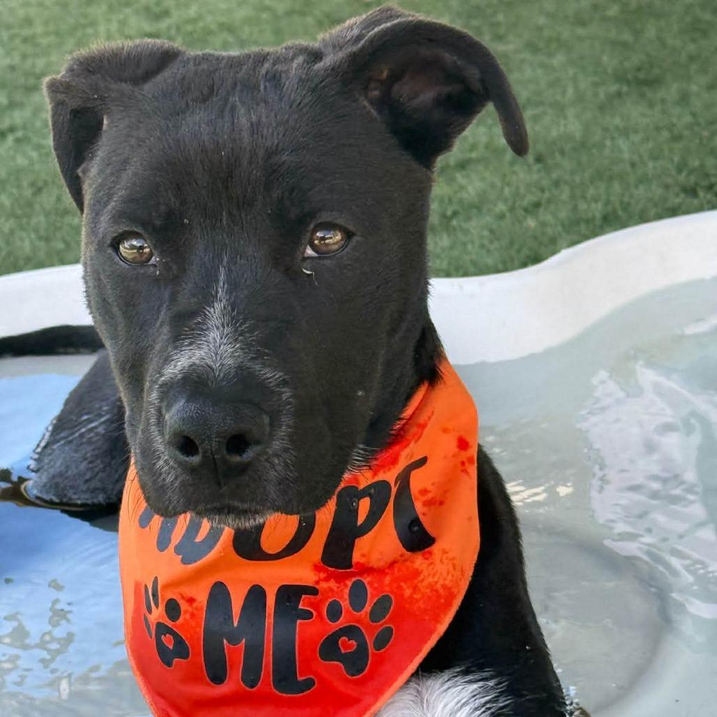 Neo, a Adoptable mixed breed in Fredericksburg, TX image 2/6