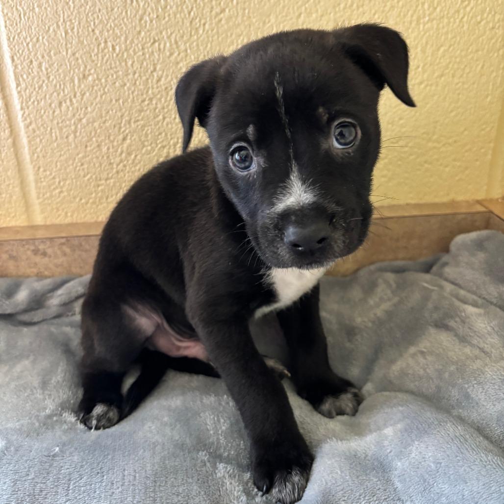 Neo, a Adoptable mixed breed in Fredericksburg, TX image 2/3