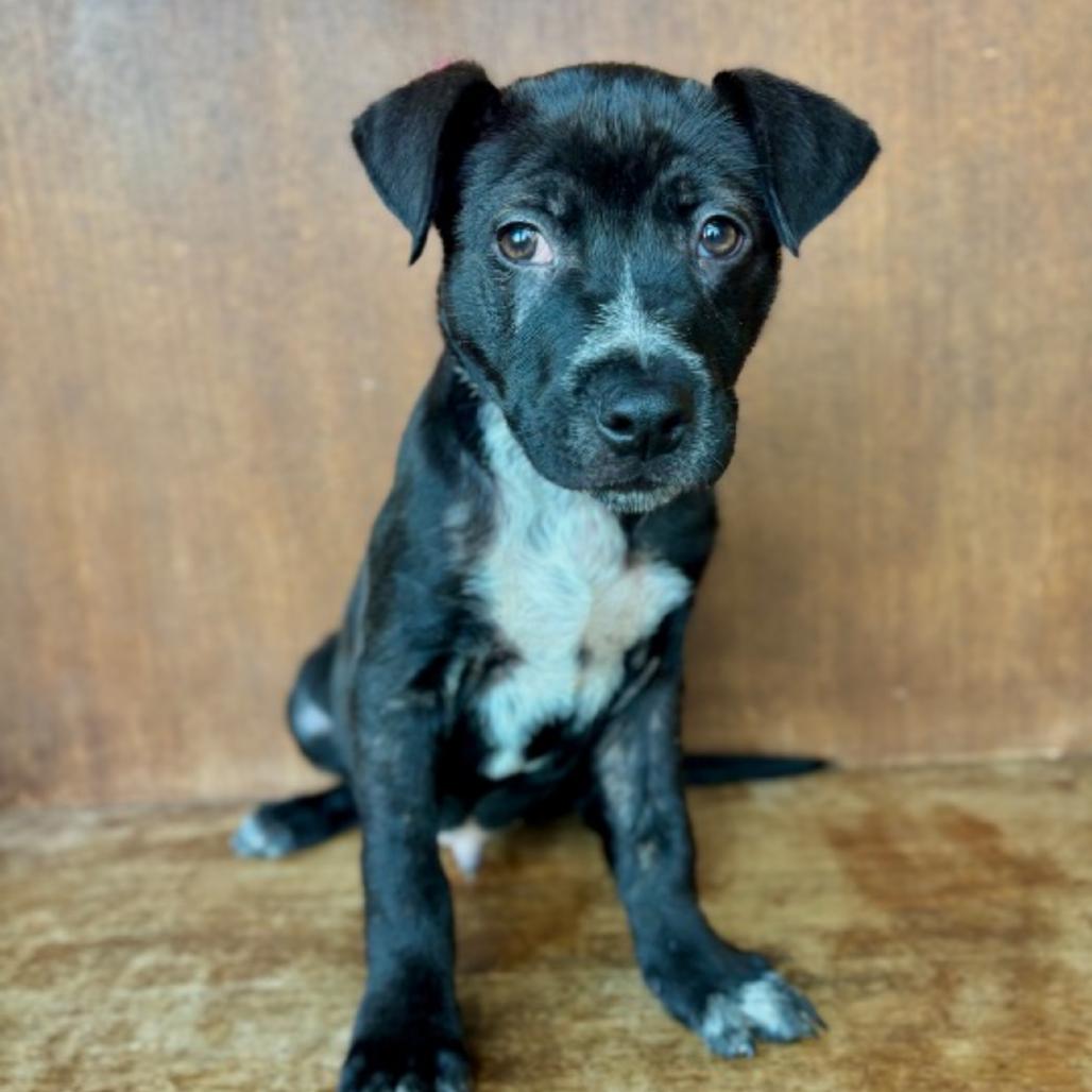 Neo, a Adoptable mixed breed in Fredericksburg, TX image 3/3