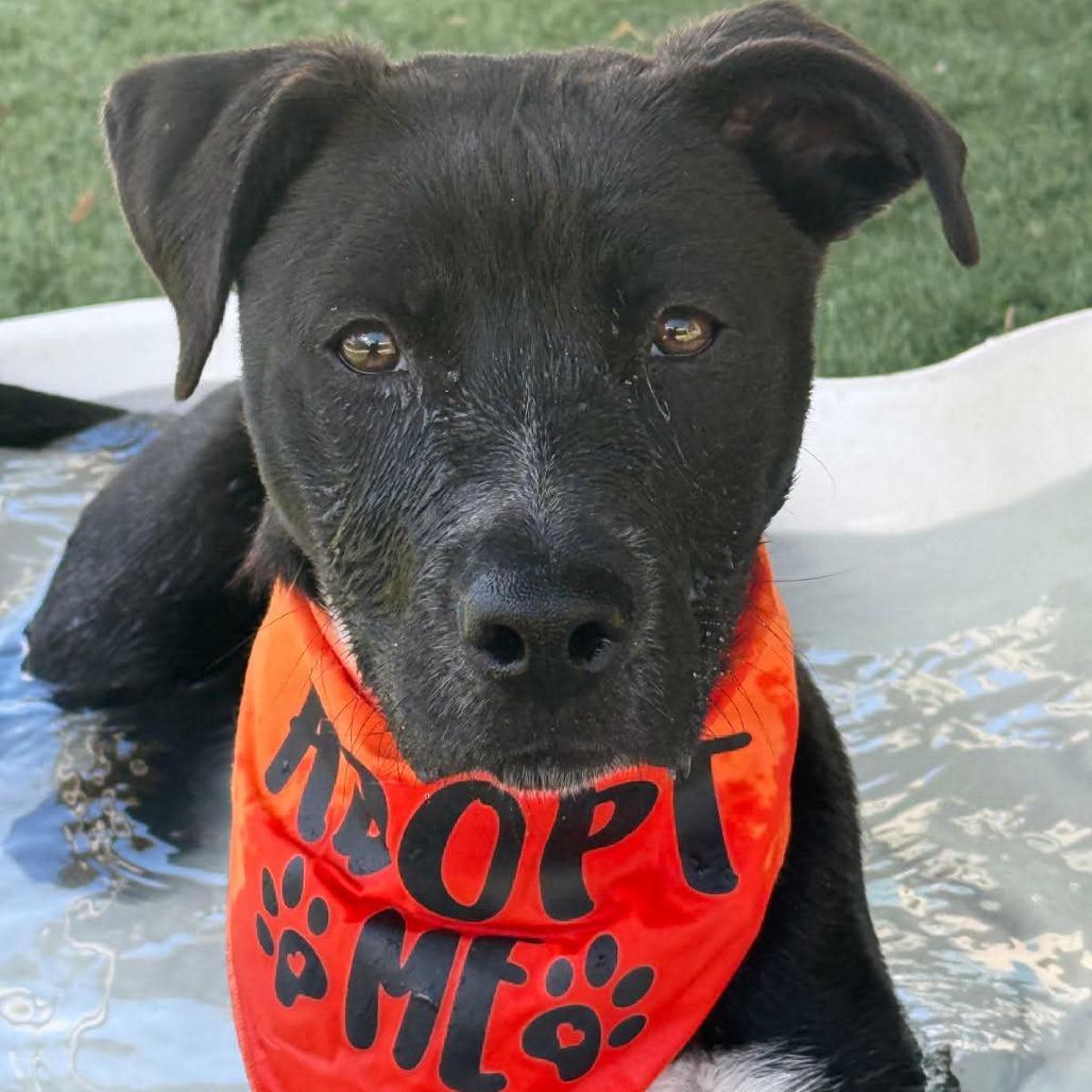 Neo, a Adoptable mixed breed in Fredericksburg, TX image 5/6