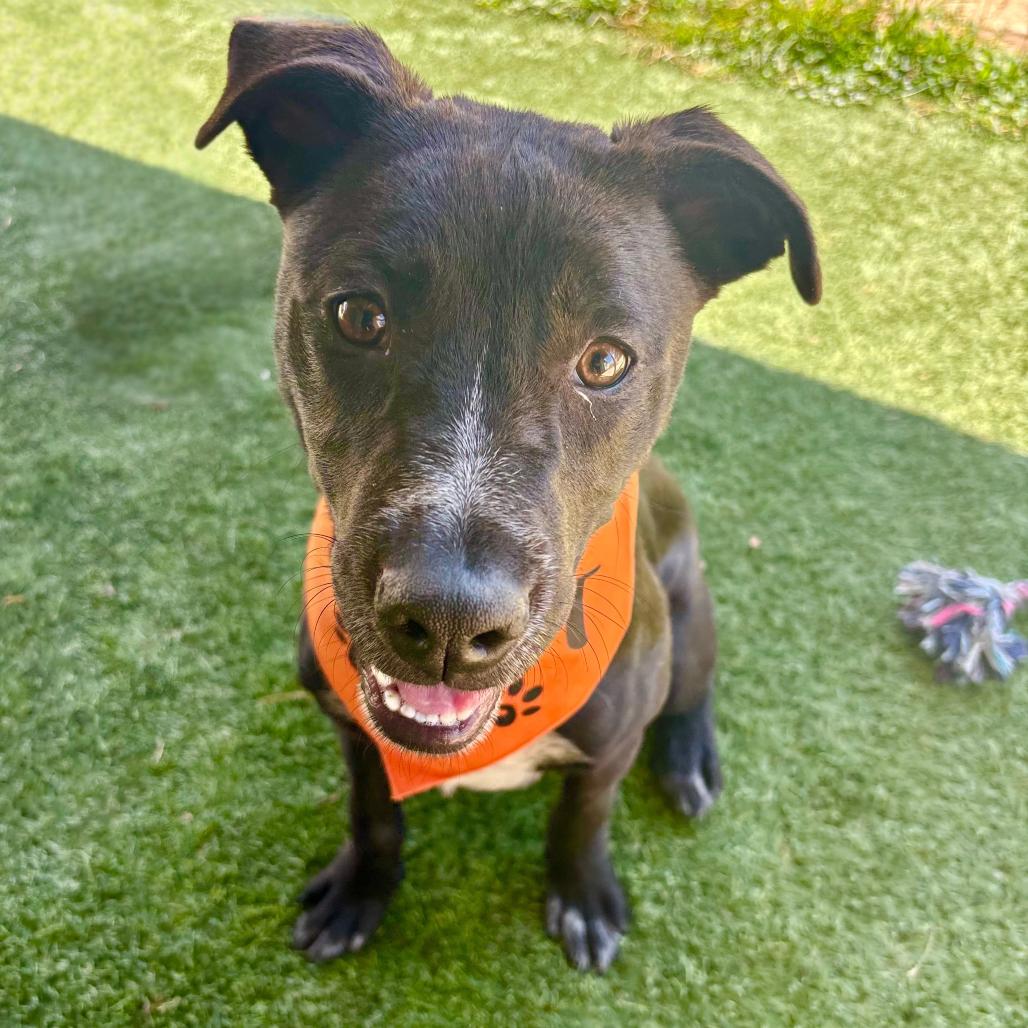 Neo, a Adoptable mixed breed in Fredericksburg, TX image 6/6