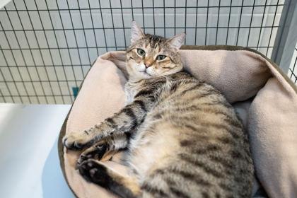 Pasta, Adoptable, Adult Male Domestic Short Hair & Domestic Short Hair.