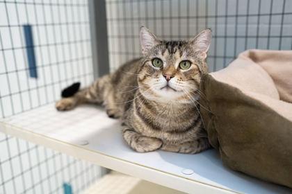 Enlarge Pasta, a Adoptable Domestic Short Hair in Carrollton, TX image 3/3