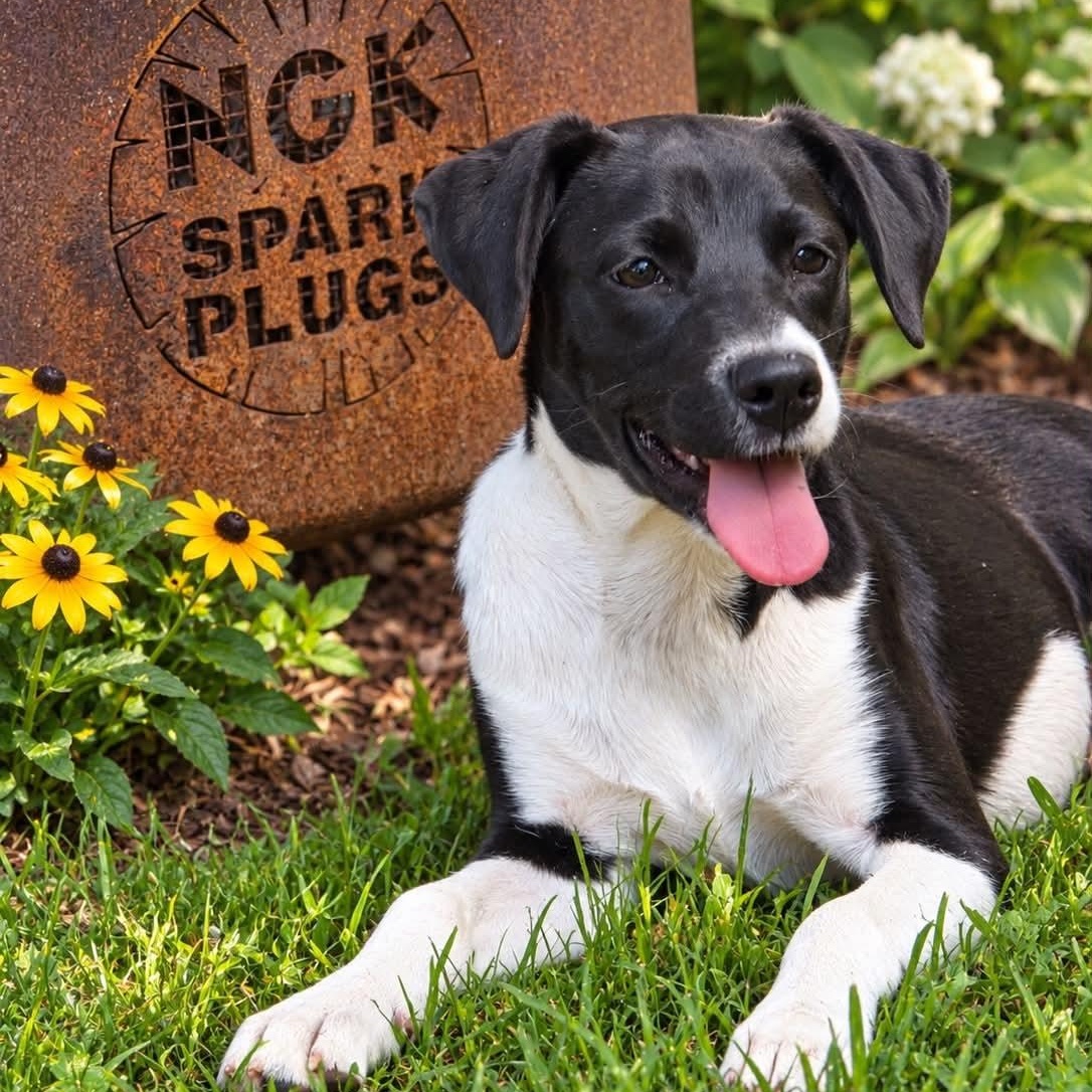 Enlarge TJ, a Adoptable mixed breed in Evansville, WI image 1/3