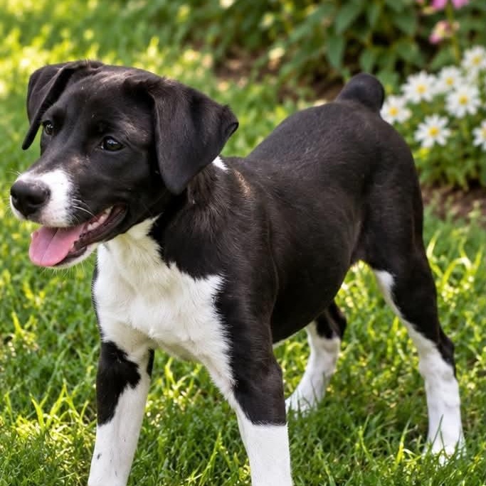 Enlarge TJ, a Adoptable mixed breed in Evansville, WI image 2/3