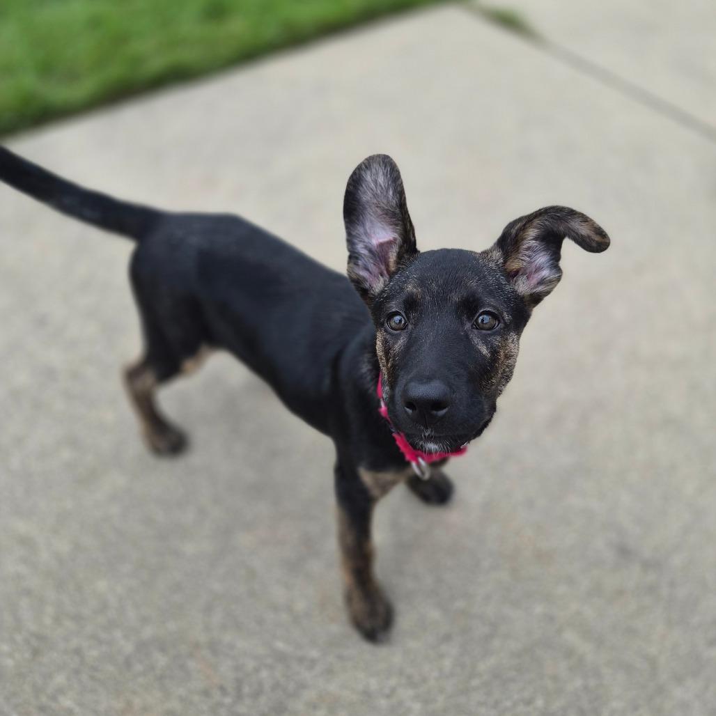 Ginny, Adoptable, Puppy Female Mixed Breed.