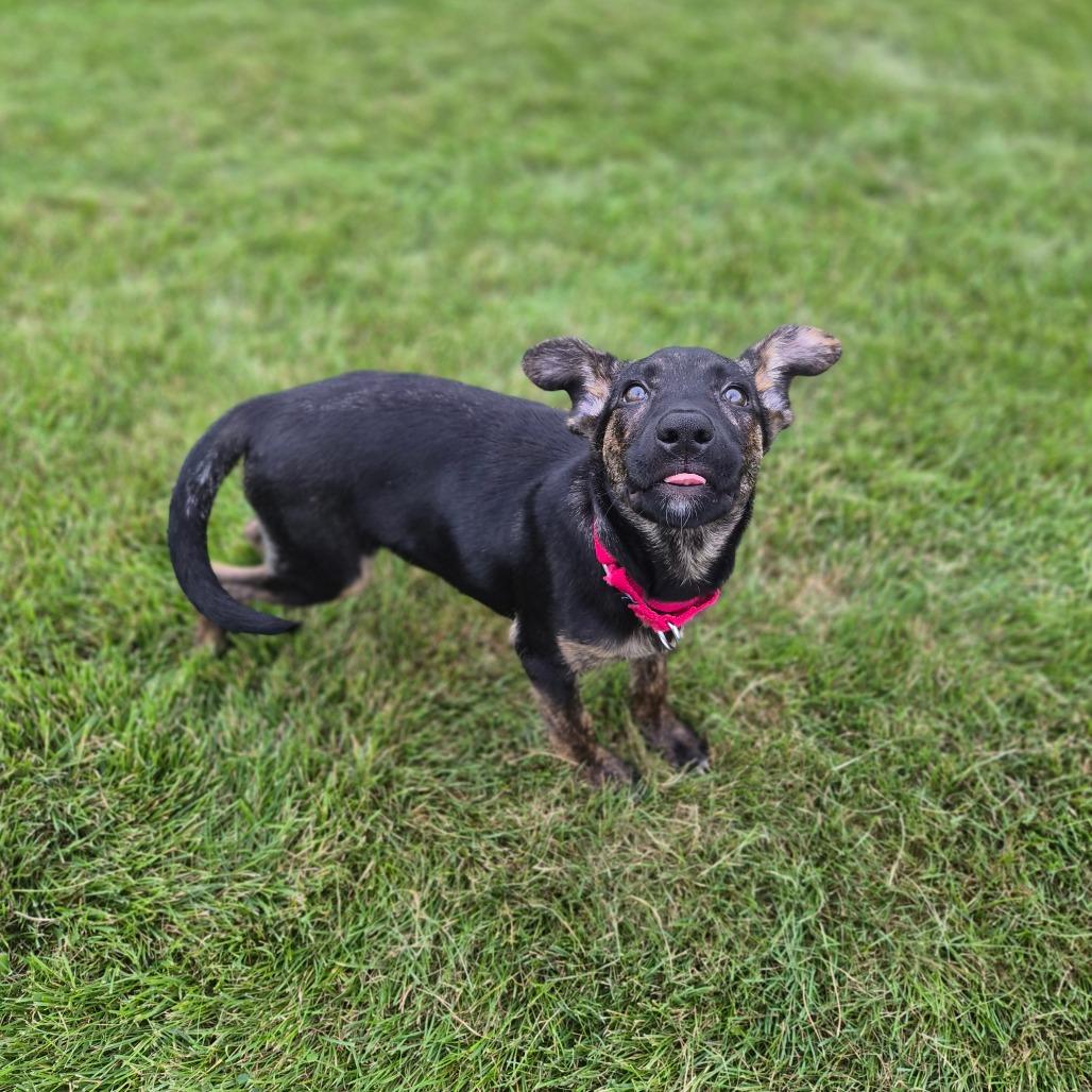 Enlarge Ginny, a Adoptable Mixed Breed in Woodstock, IL image 2/6