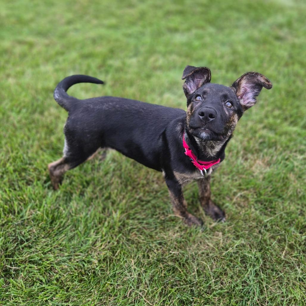 Enlarge Ginny, a Adoptable Mixed Breed in Woodstock, IL image 3/6