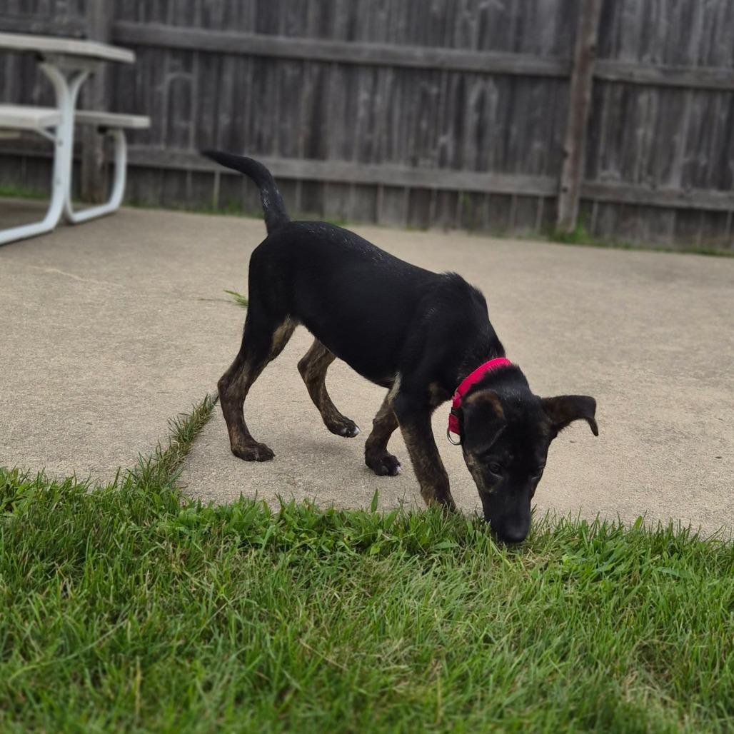 Enlarge Ginny, a Adoptable Mixed Breed in Woodstock, IL image 4/6