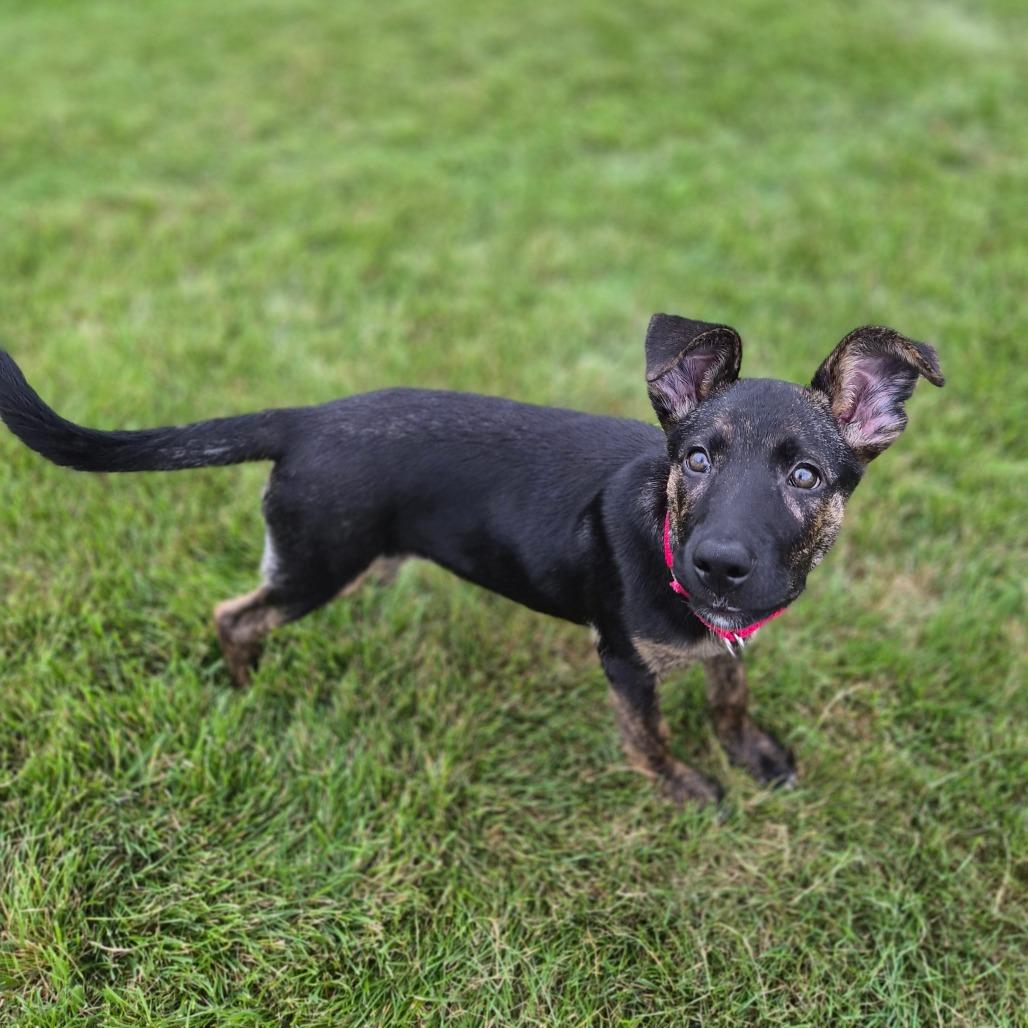 Enlarge Ginny, a Adoptable Mixed Breed in Woodstock, IL image 5/6