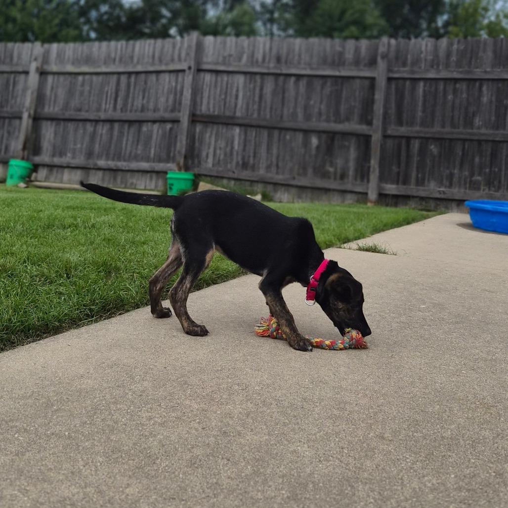 Enlarge Ginny, a Adoptable Mixed Breed in Woodstock, IL image 6/6