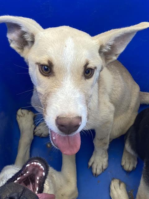 Jordan -- URGENT AND AT RISK!!!