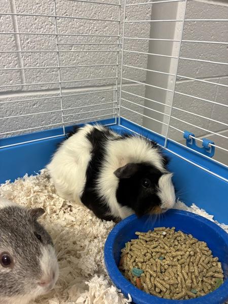 *Ben*, Adoptable, Young Male Guinea Pig.