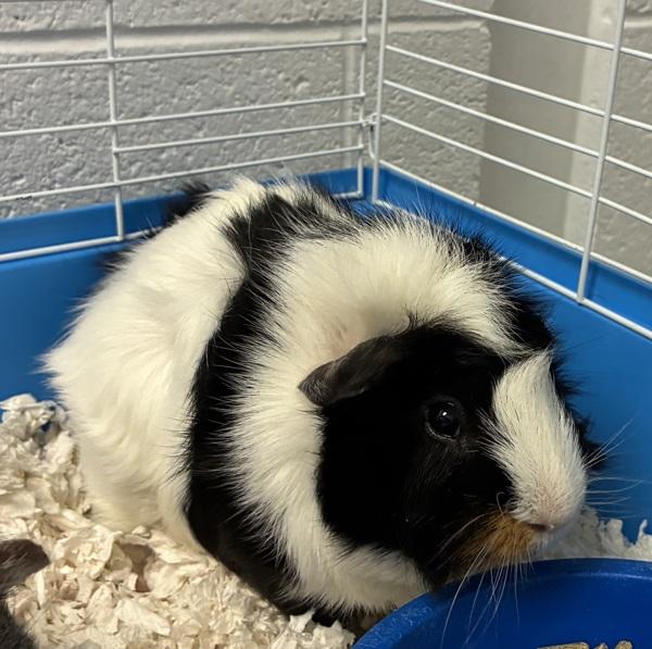 *Ben*, a Adoptable mixed breed in Salt Lake City, UT image 2/2