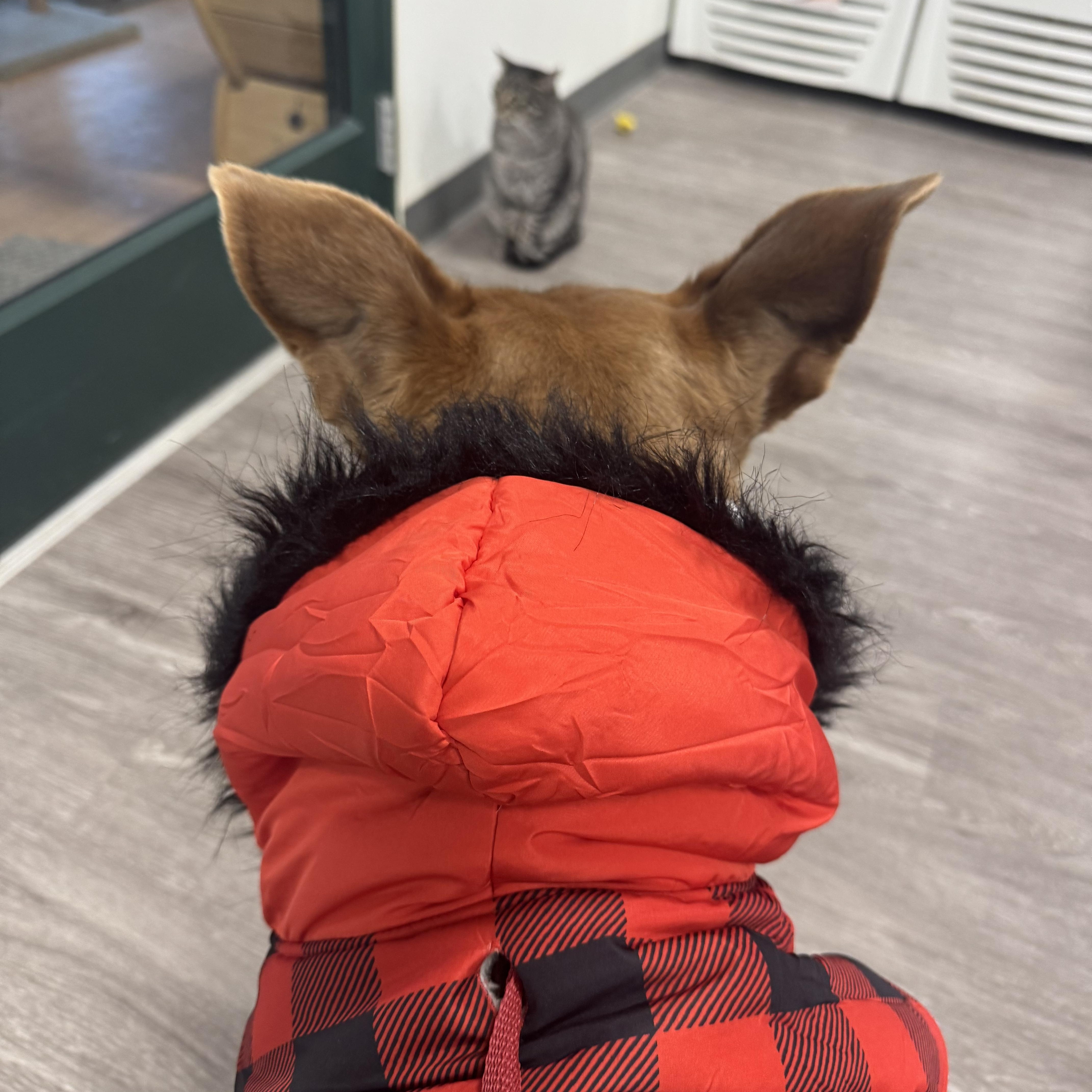 Enlarge Buddy, a Adoptable mixed breed in Elkhorn , NE image 3/3