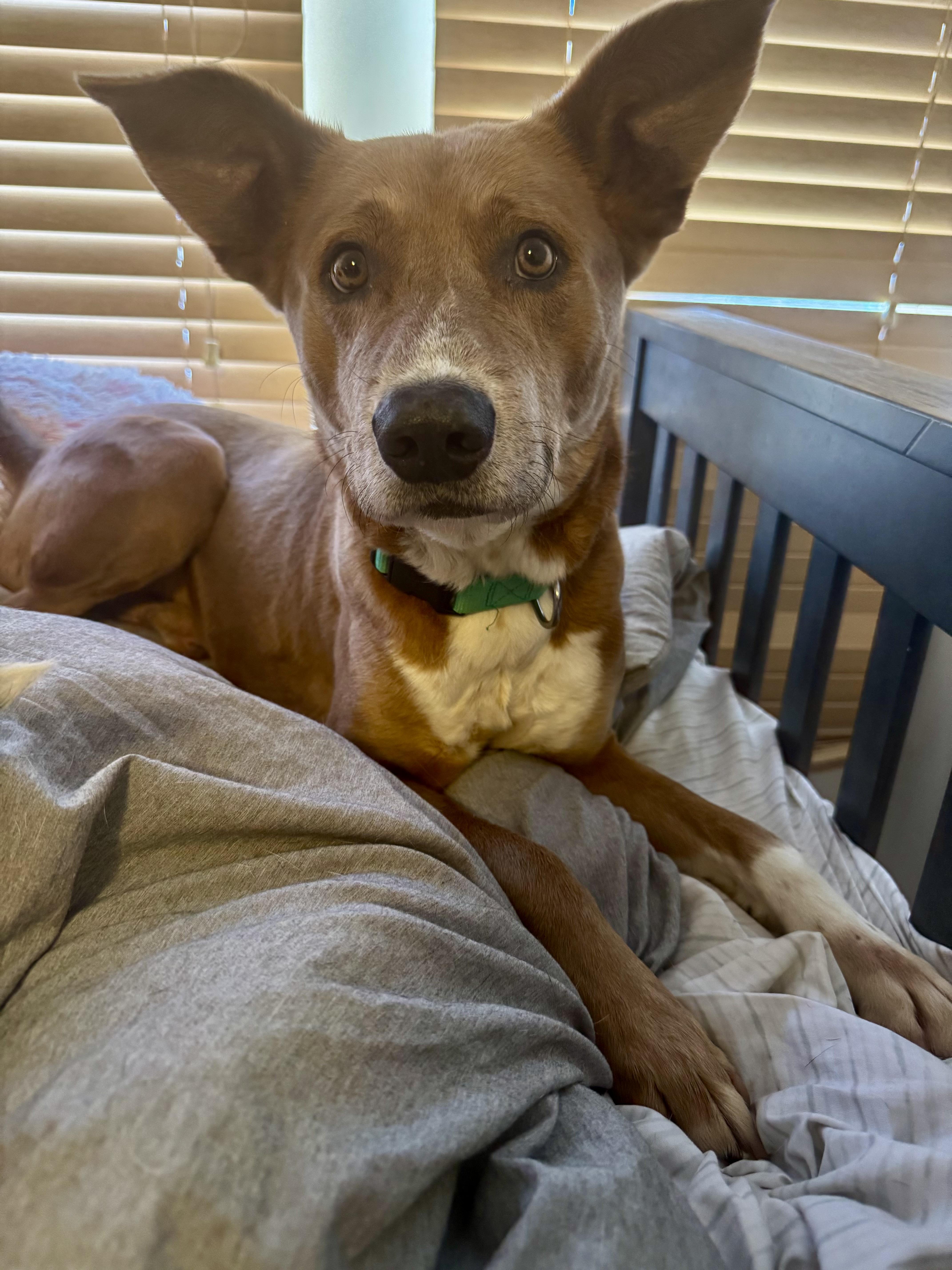 Buddy, Adoptable, Adult Male Carolina Dog.