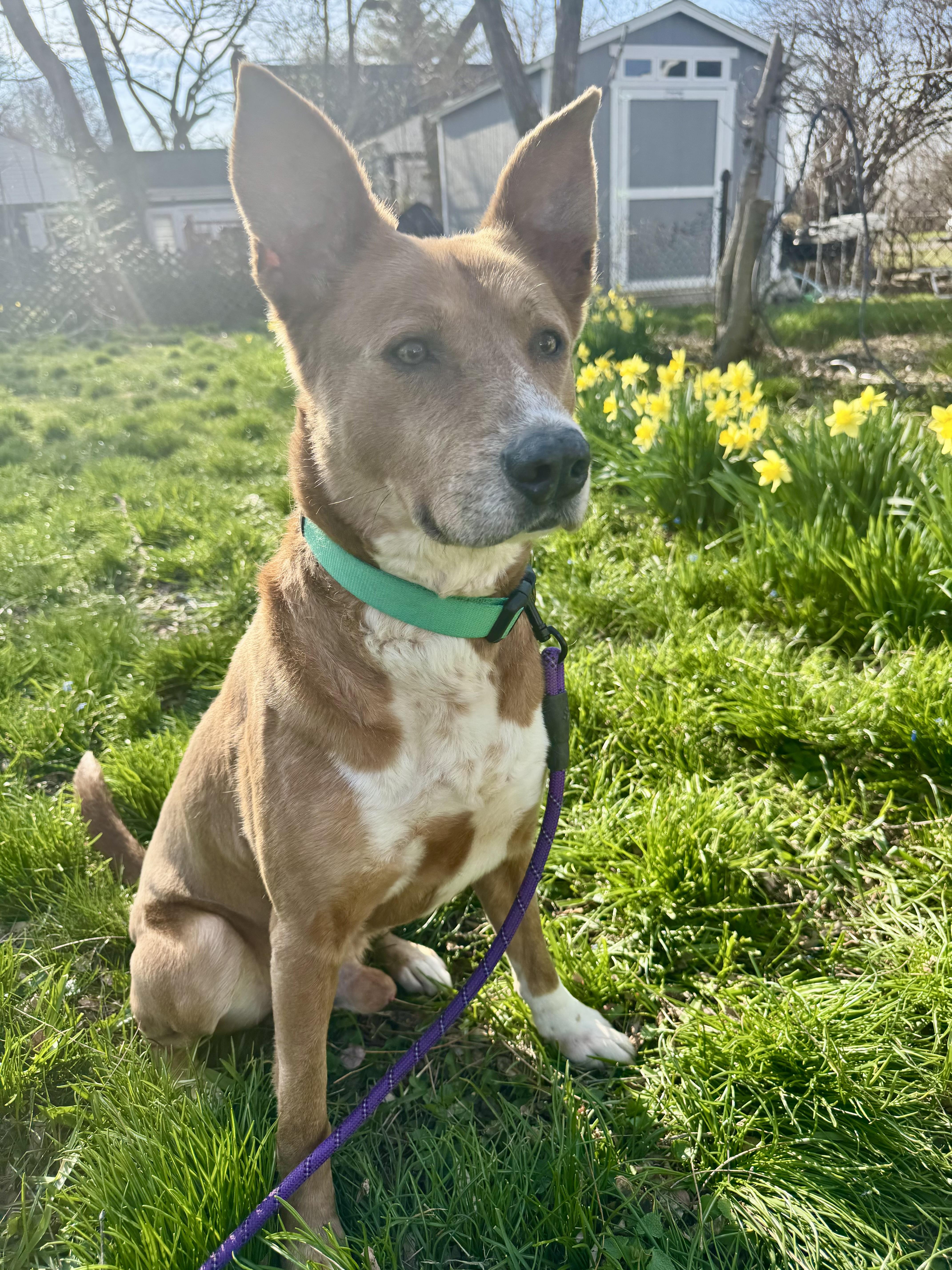 Enlarge Buddy, a Adoptable mixed breed in Elkhorn , NE image 5/5