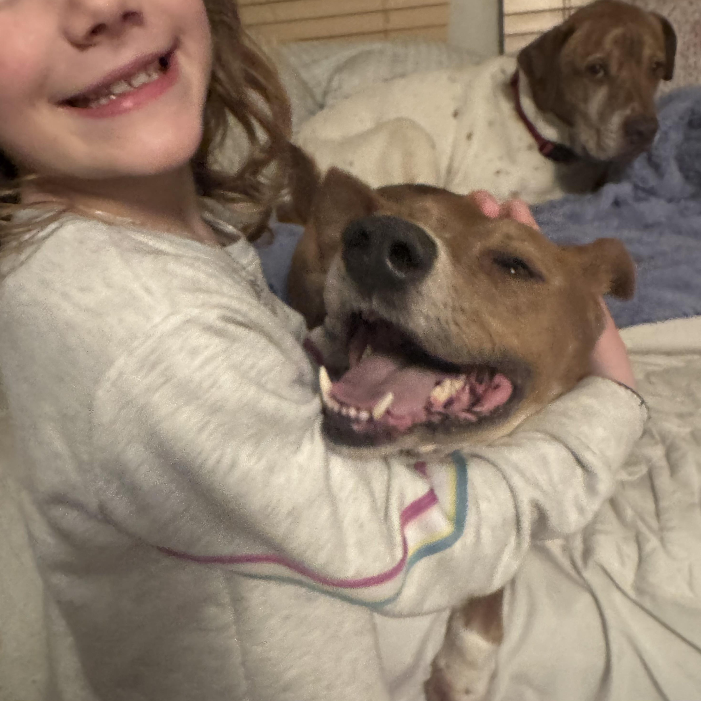 Enlarge Buddy, a Adoptable mixed breed in Elkhorn , NE image 2/3
