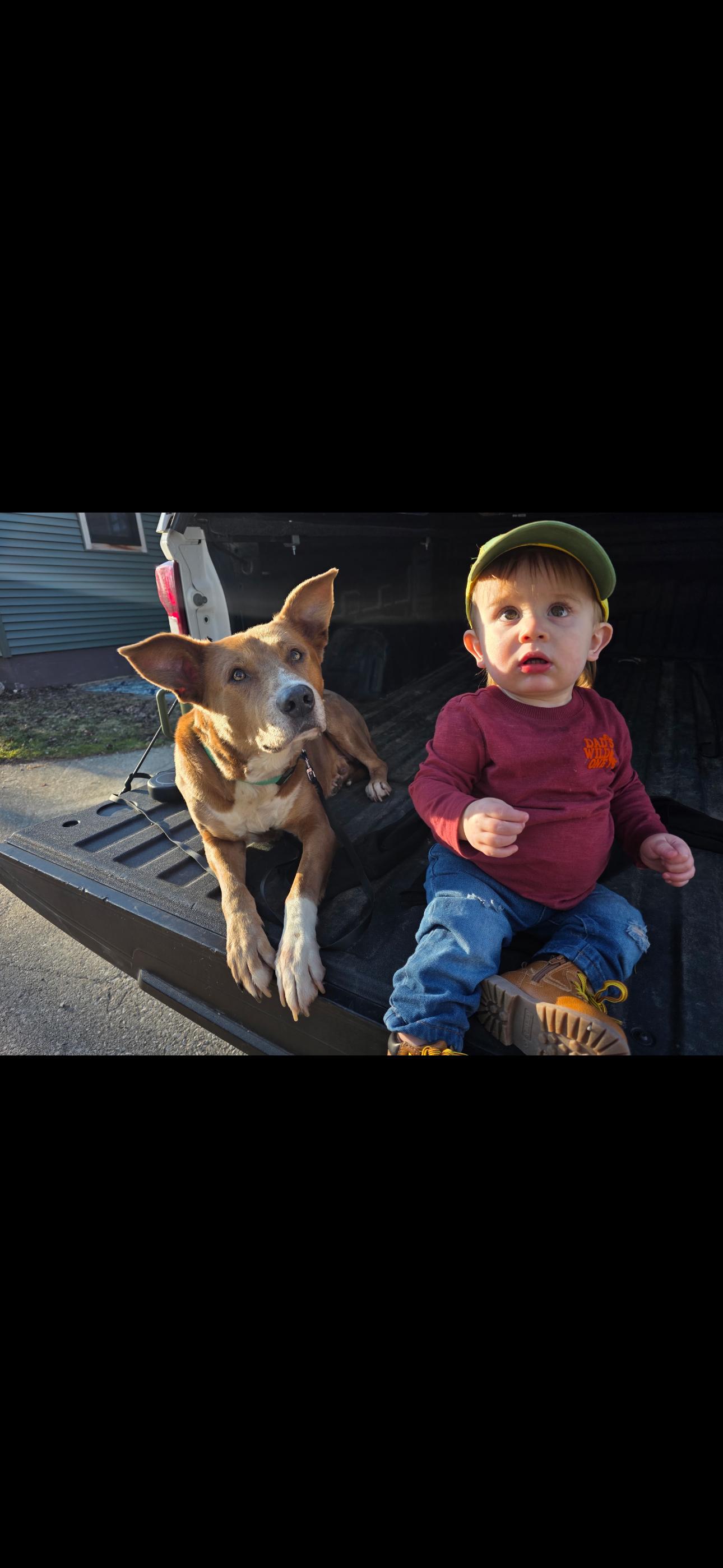 Enlarge Buddy, a Adoptable mixed breed in Elkhorn , NE image 4/5