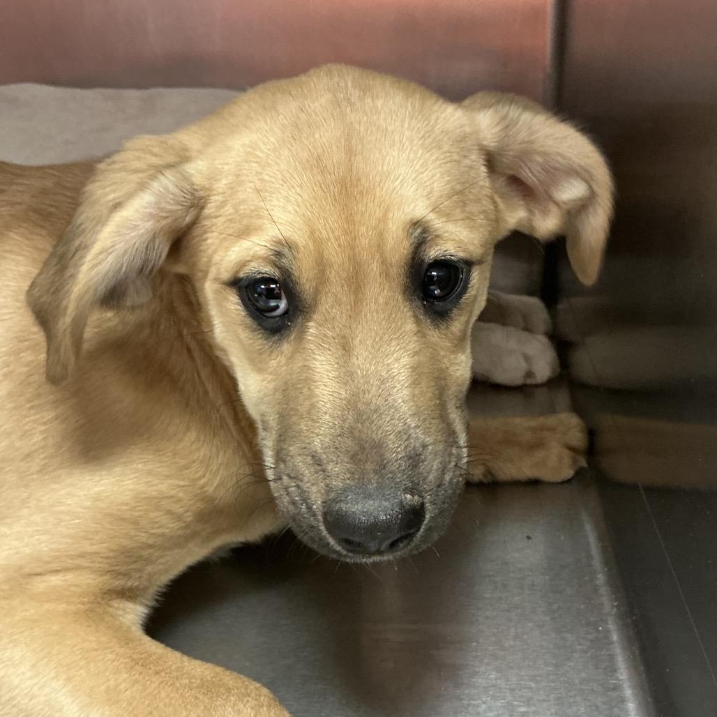 Lt. Melanie Hawkins, Adoptable, Puppy Female Mixed Breed.