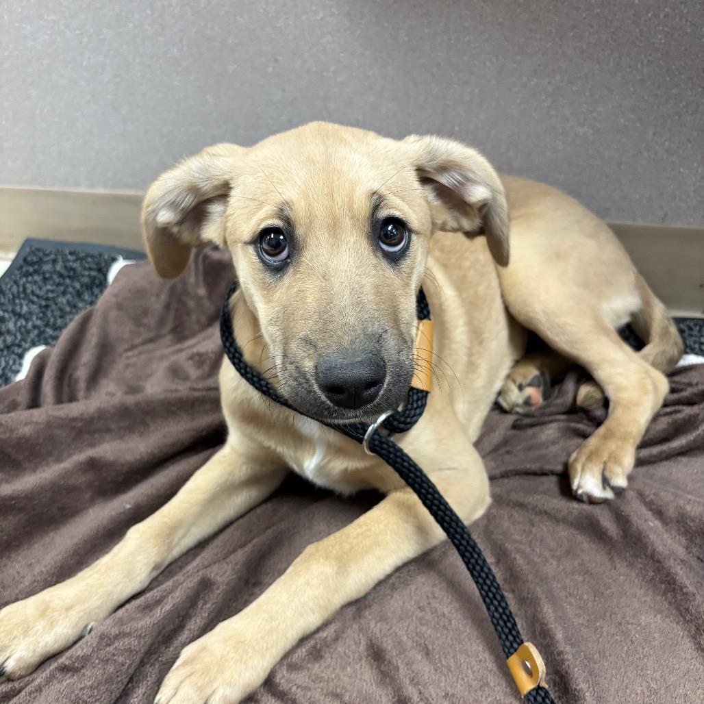 Enlarge Lt. Melanie Hawkins, a Adoptable Mixed Breed in St Joseph, MO image 2/2