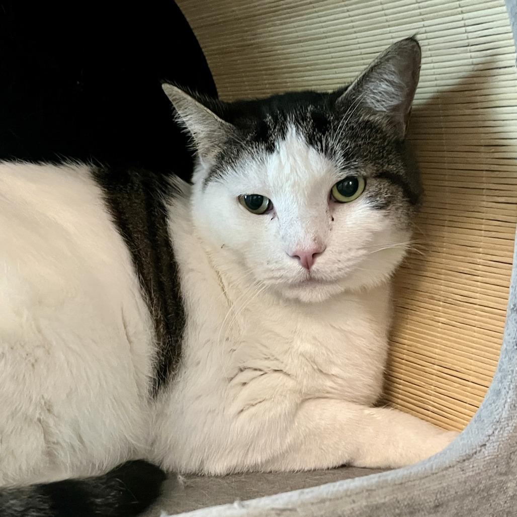 Coco, Adoptable, Senior Male Domestic Short Hair.