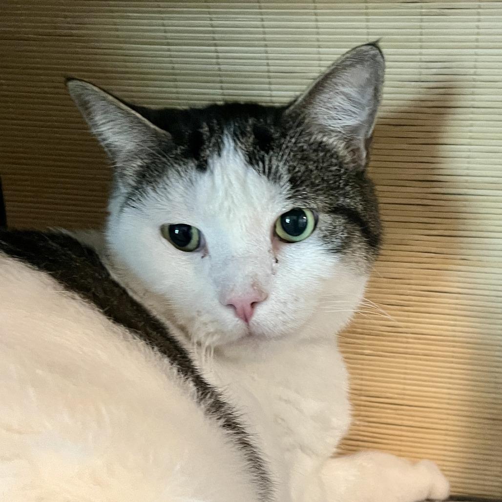 Enlarge Coco, a Adoptable Domestic Short Hair in Temecula, CA image 2/2