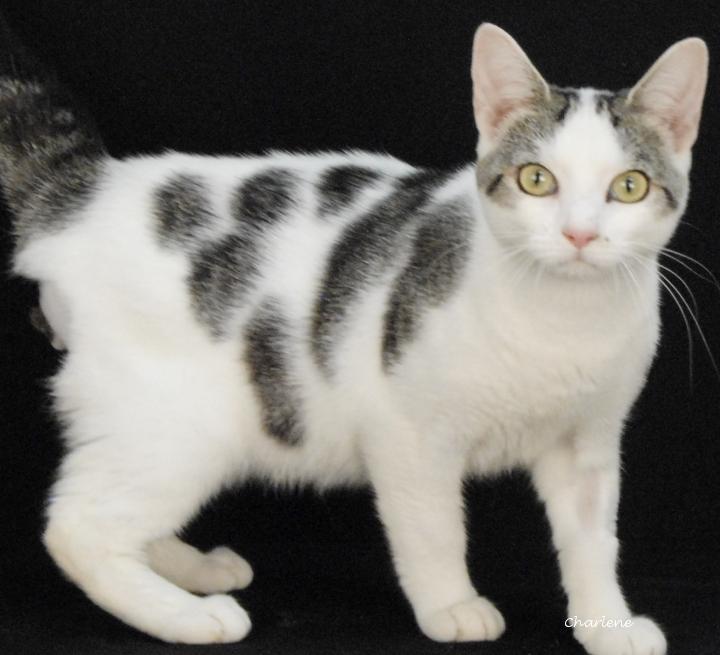 Enlarge Thorn, a Adopted Domestic Short Hair in Newland, NC image 1/1