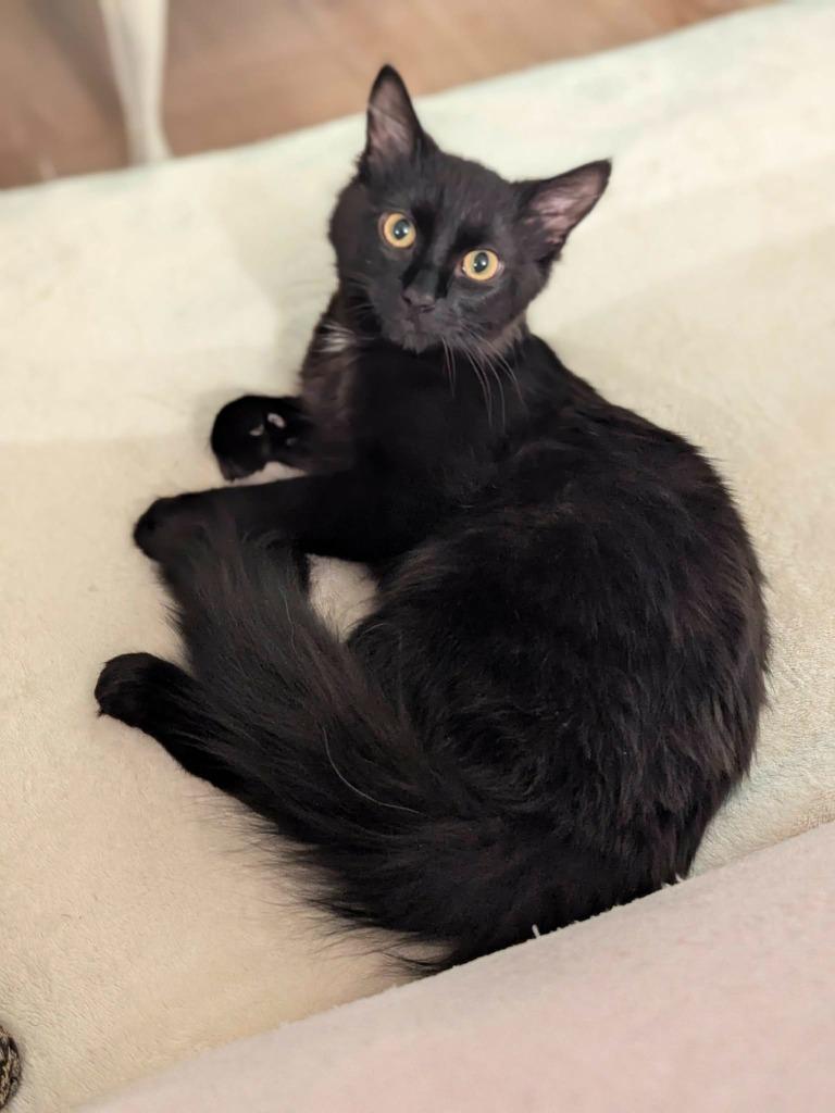 Blackmail (Langley kitten #63), Adoptable, Kitten Male Domestic Short Hair.