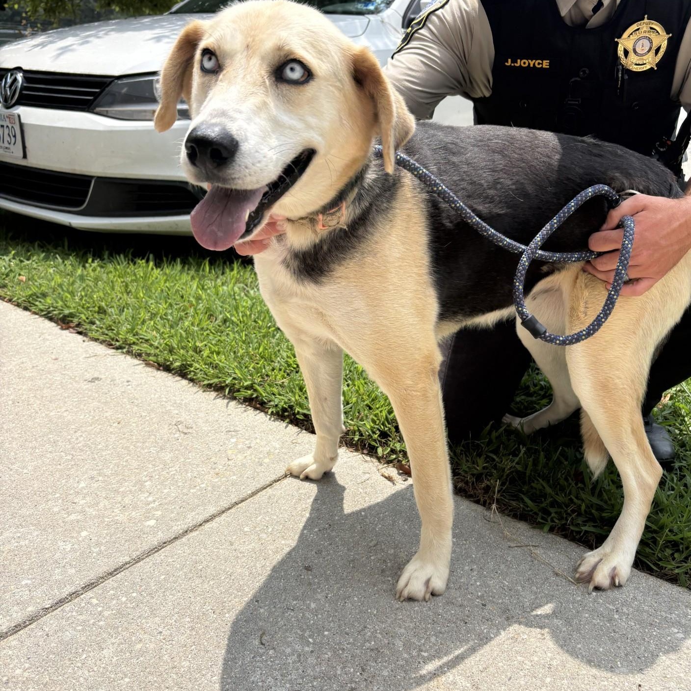 Enlarge Kota, an adoptable mixed breed in Elberon, VA image 1/1