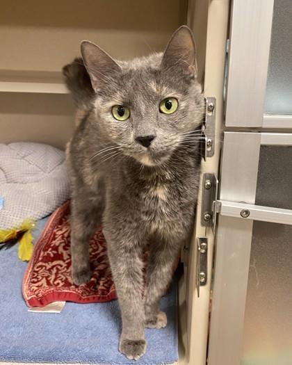 Enlarge Janet, a Adoptable mixed breed in New Hope, PA image 1/3